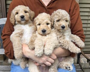 Nemo, Bluey and Piko - male goldendoodle pups for sale