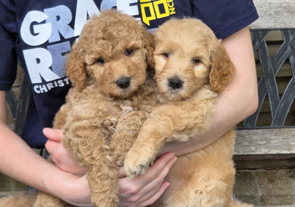 Goldendoodle puppies ready now