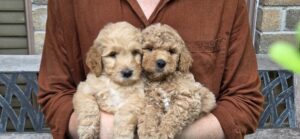 Dory and Summer - female goldendoodle puppies for sale