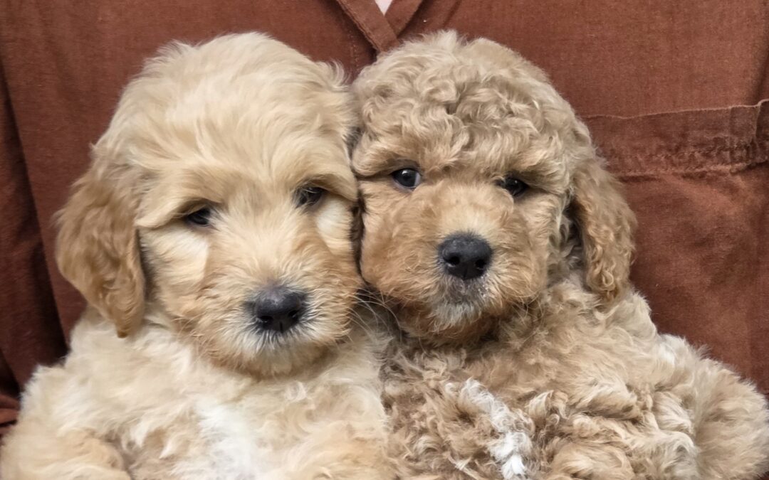 Goldendoodle Puppy For Sale in Houston