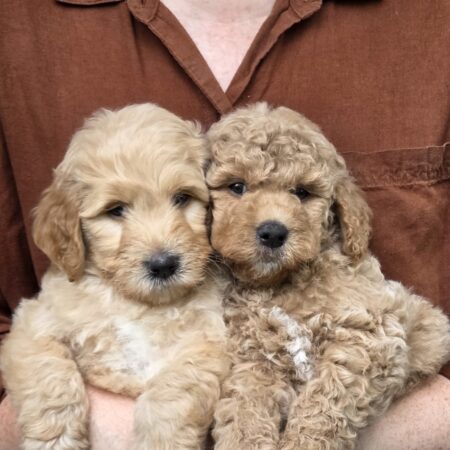 Goldendoodle Puppy For Sale in Houston
