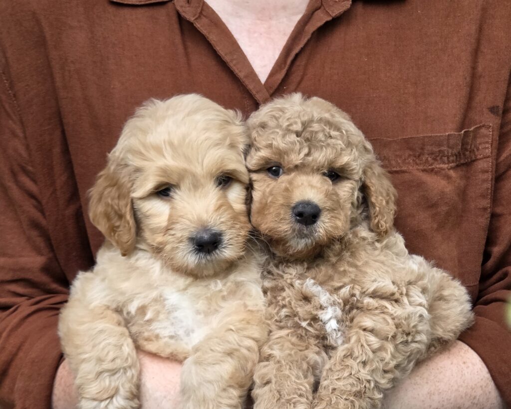 The Girls - female goldendoodle pups