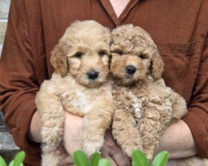 Summer and Dory - female goldendoodle pups