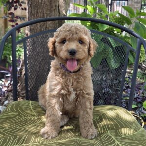 Dory - female curly goldendoodle puppy for sale in Houston, TX