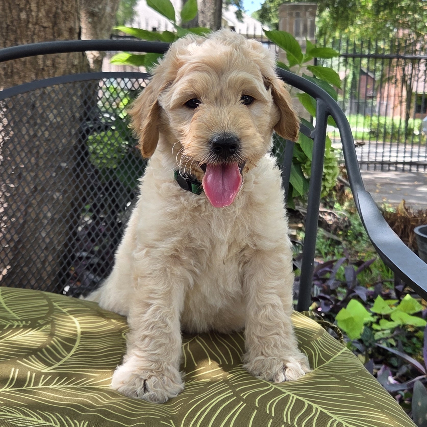 Nemo - male goldendoodle puppy F1b