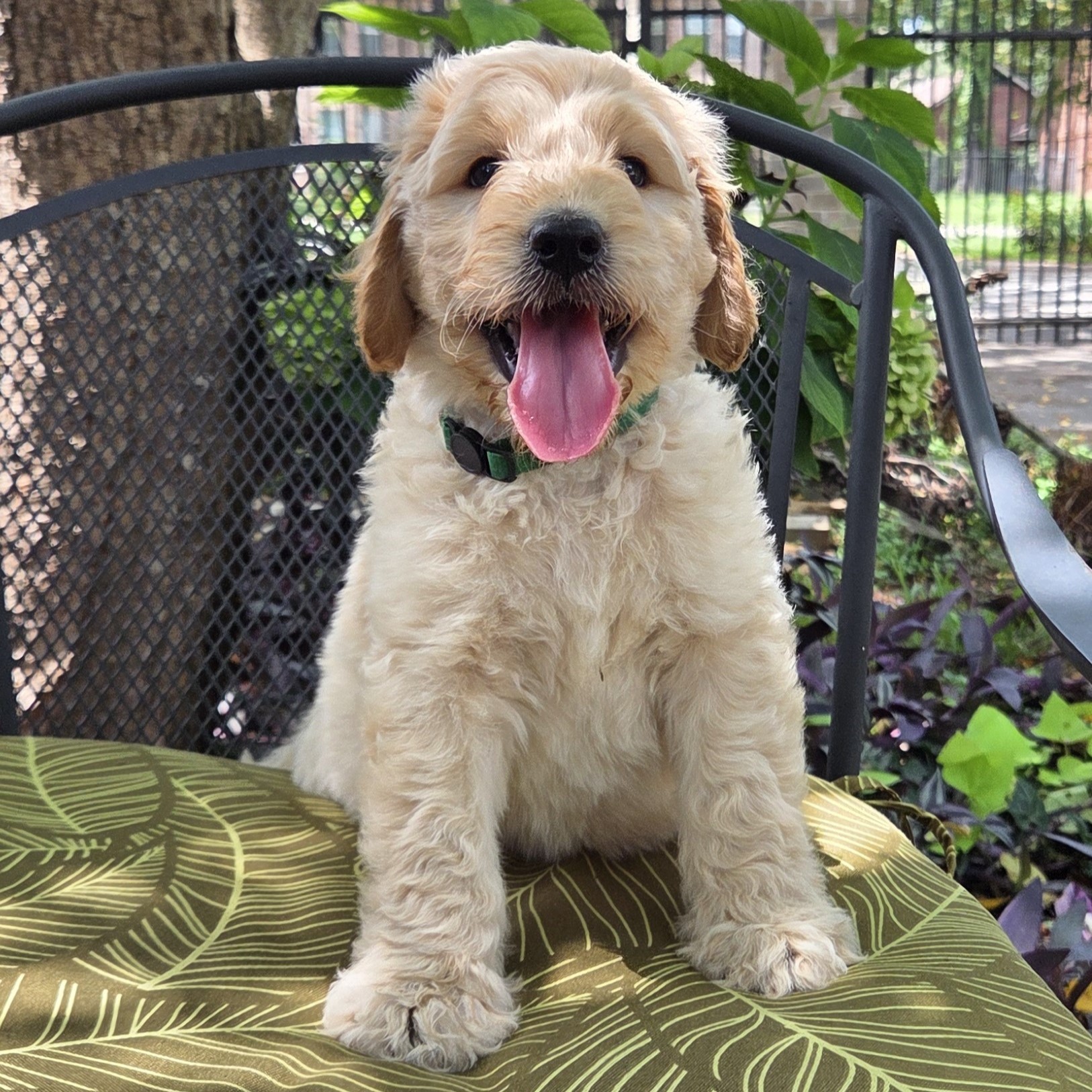 Nemo - cream male goldendoodle for sale