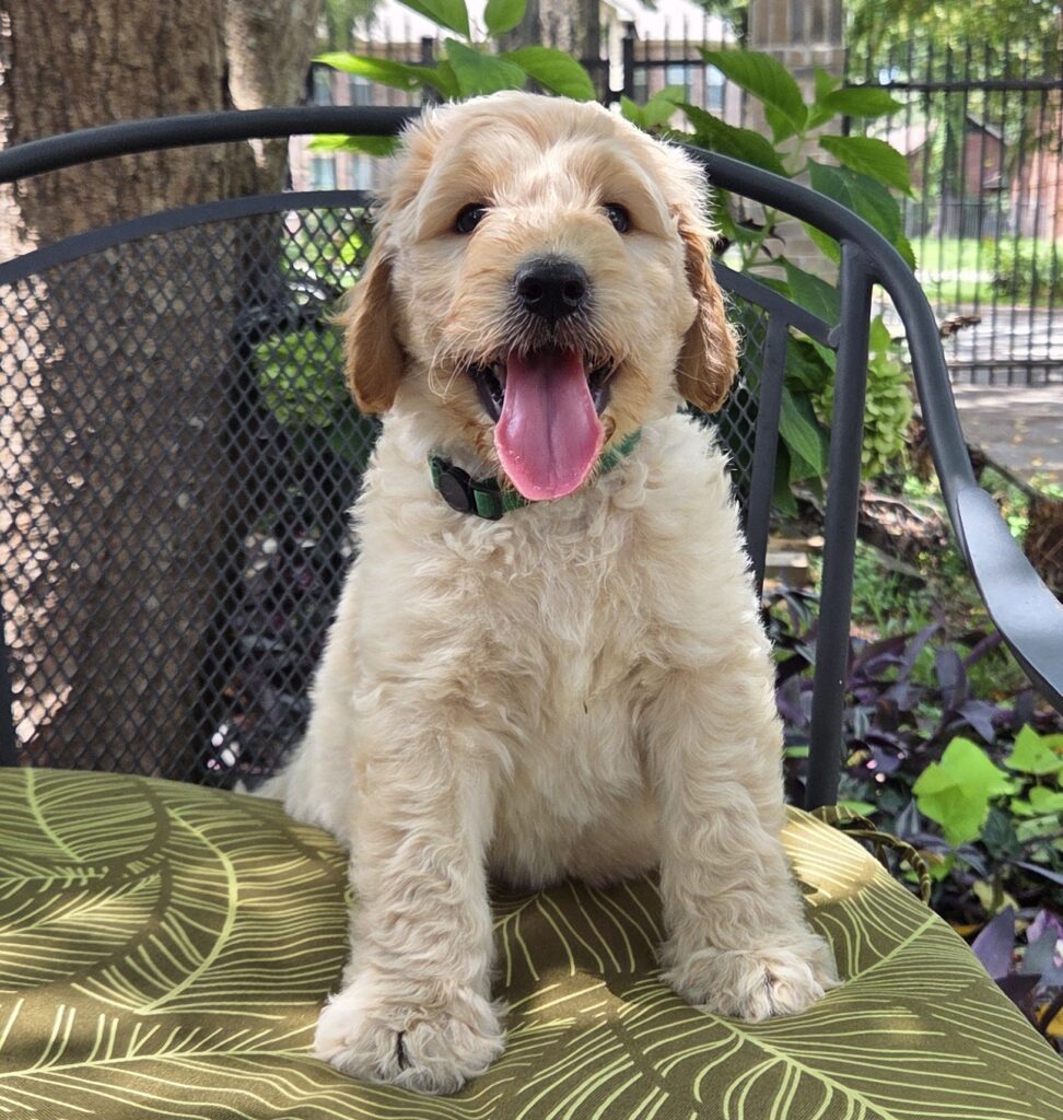 Nemo- cream goldendoodle puppy