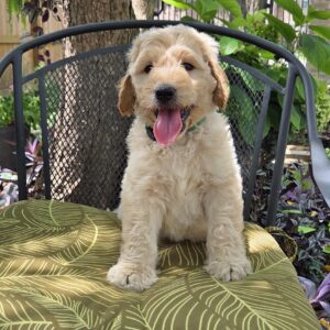 Nemo- Cream boy goldendoodle for sale