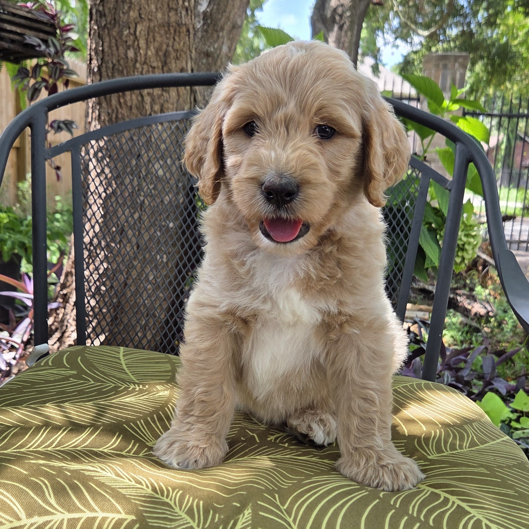Bluey - Male goldendoodle puppy for sale Houston