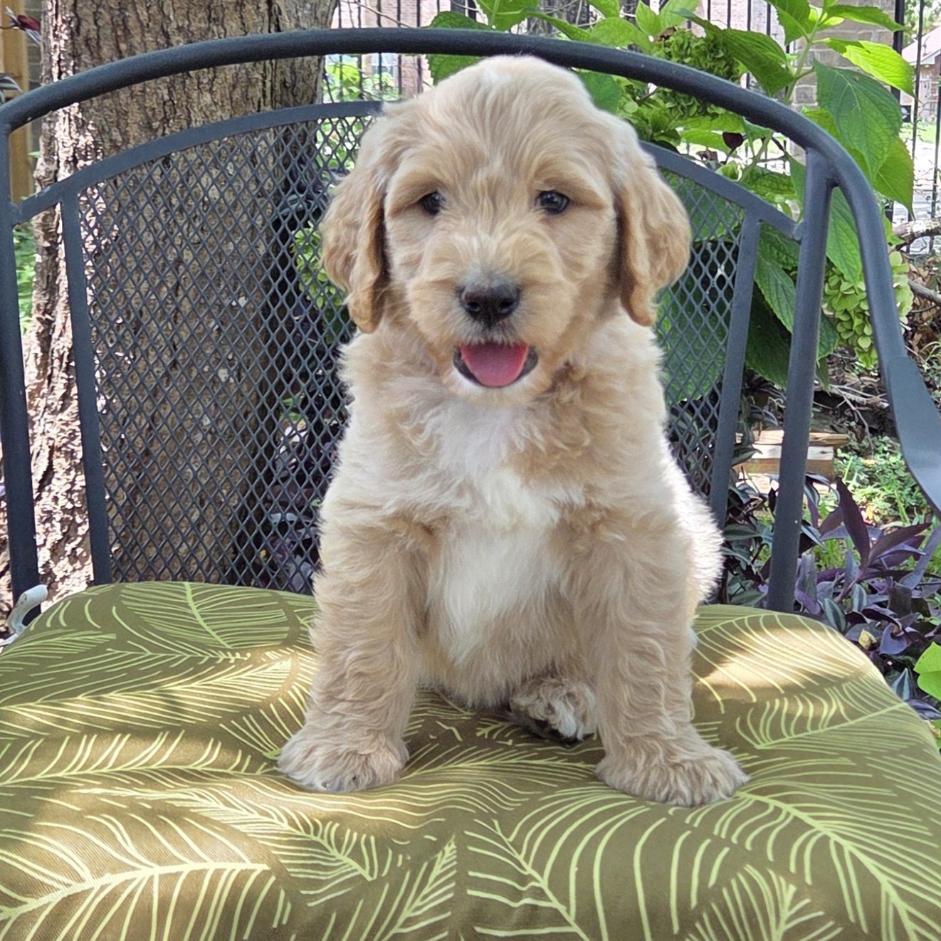 Bluey - F1b goldendoodle puppy