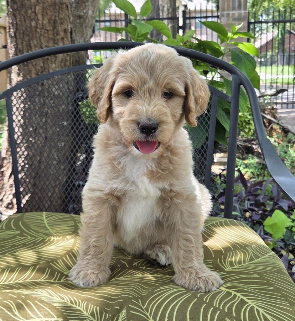 Bluey - goldendoodle puppy available now in Houston