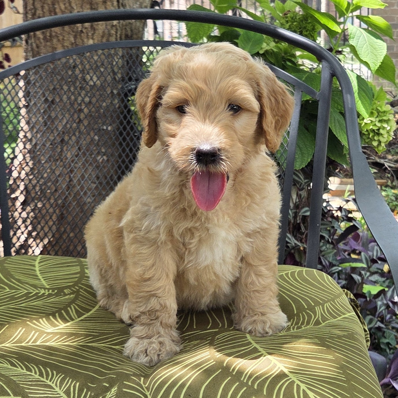 Summer - female goldendoodle puppy for sale