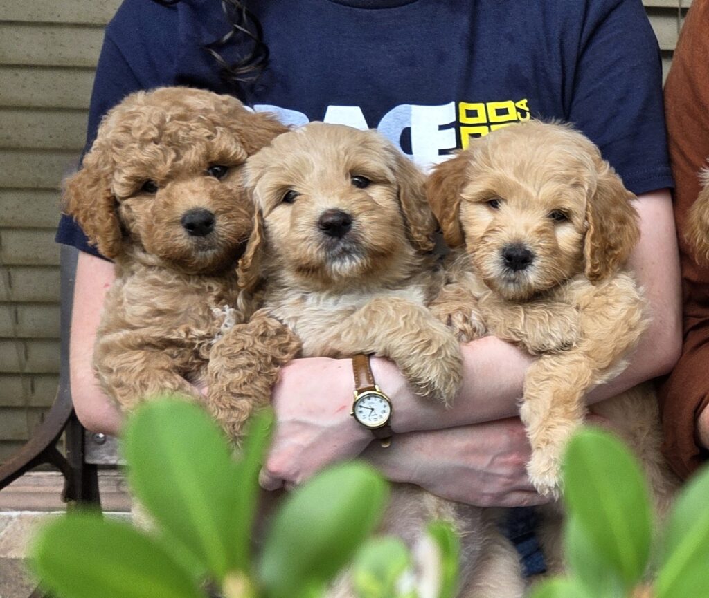 Male goldendoodles