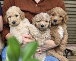 Bluey, Piko and Finn - male goldendoodle puppies 2025