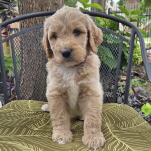 Bluey - Contact us about this goldendoodle puppy for sale now