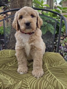 Bluey - male goldendoodle puppy