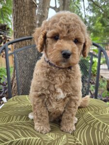 Dory - Curly goldendoodle puppy for sale
