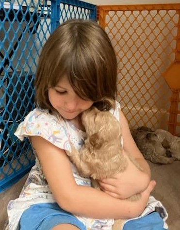 Contact us for a goldendoodle puppy today!