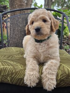 Nemo - cream goldendoodle puppy