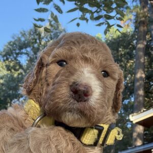 Soleil - female goldendoodle puppy