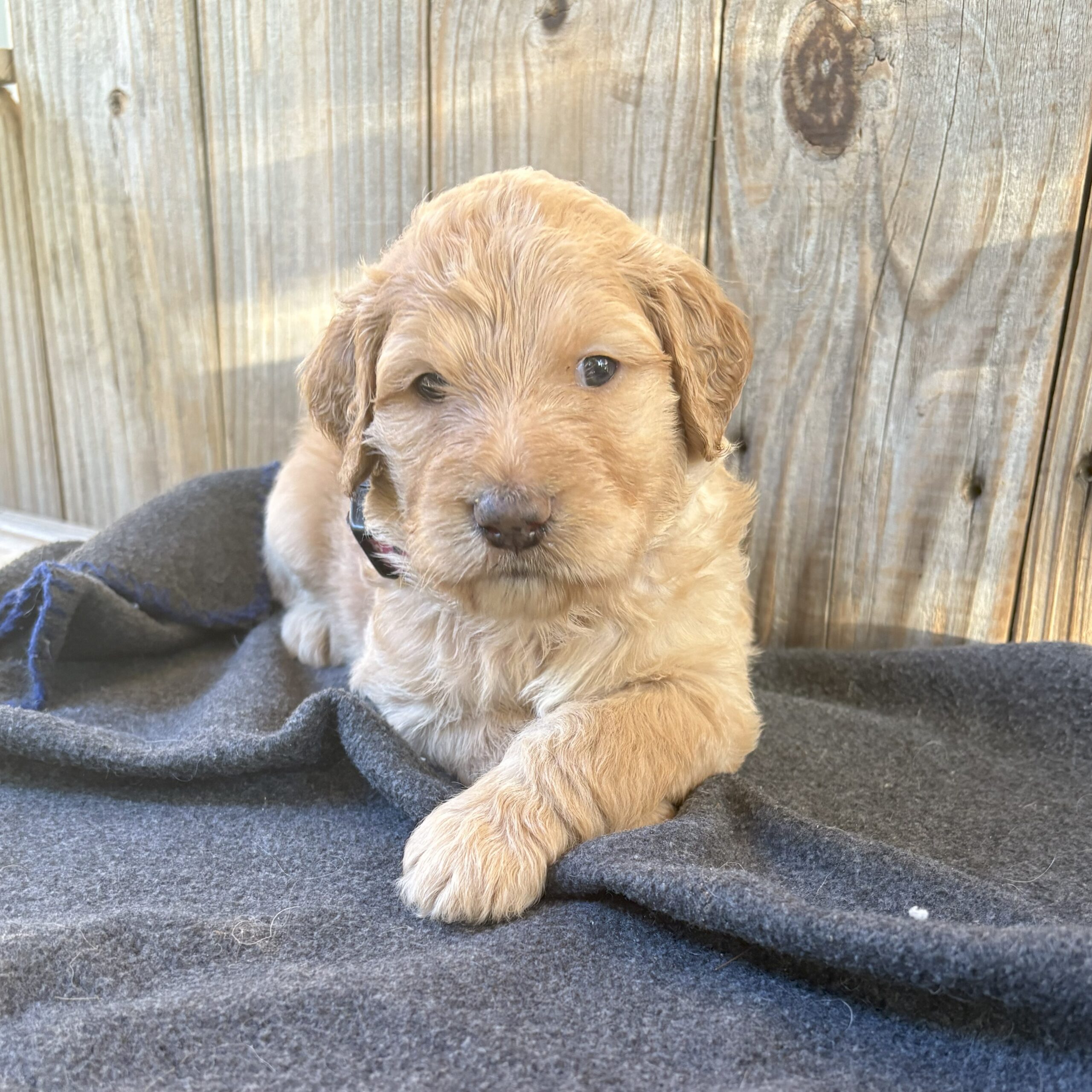 Soleil - goldendoodle puppy for sale in Houston