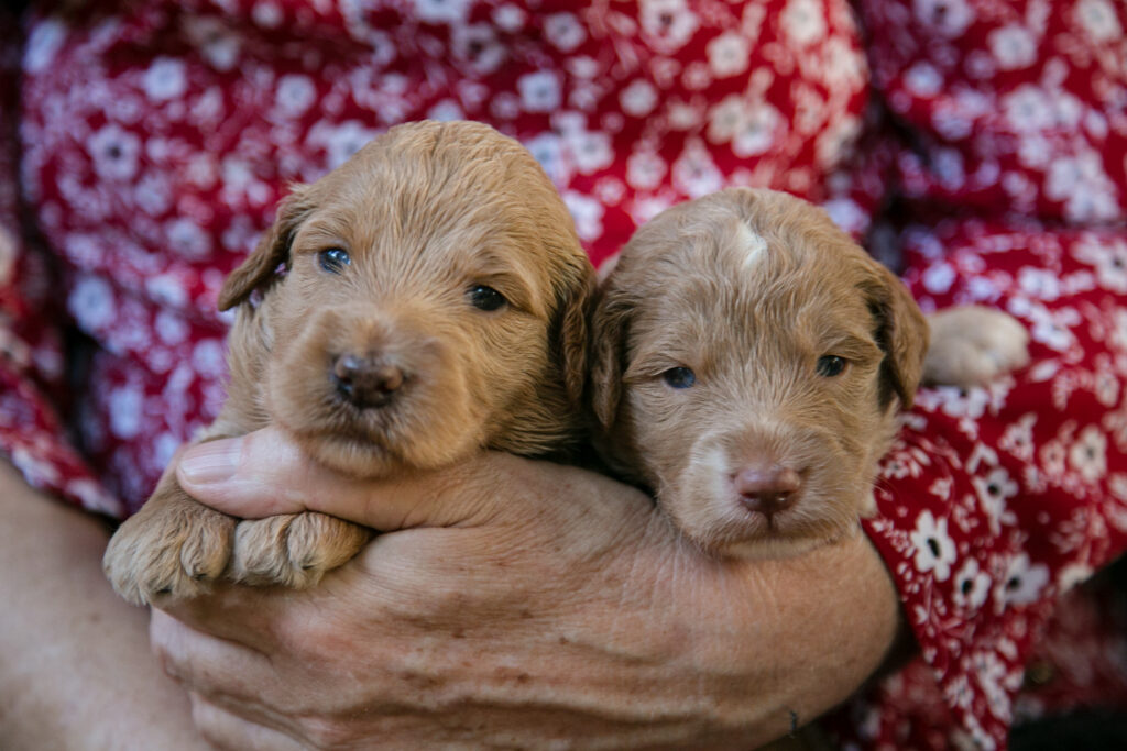 goldendoodle puppies for sale in Houston