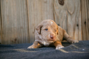 goldendoodle pup in Houston