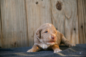 goldendoodle puppy