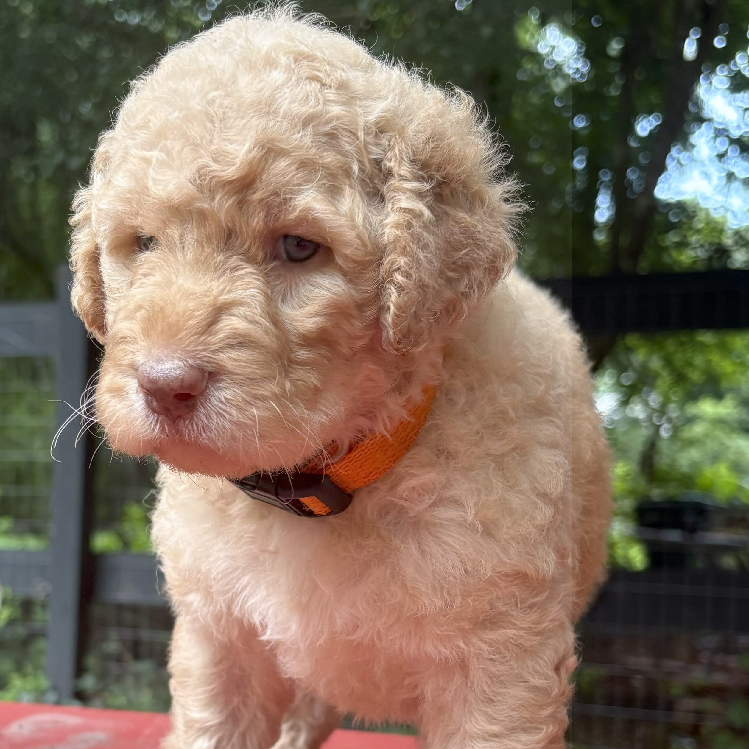 Coral - curly goldendoodle puppy