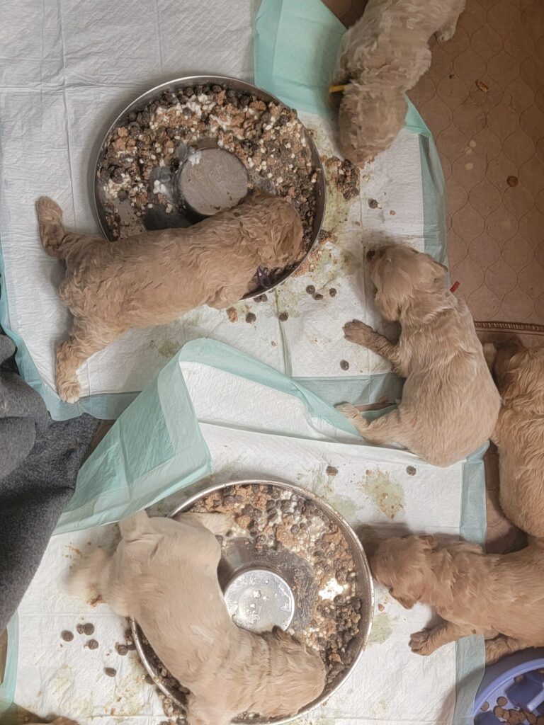 Introducing Solids to Our goldendoodle pups at 3 weeks old