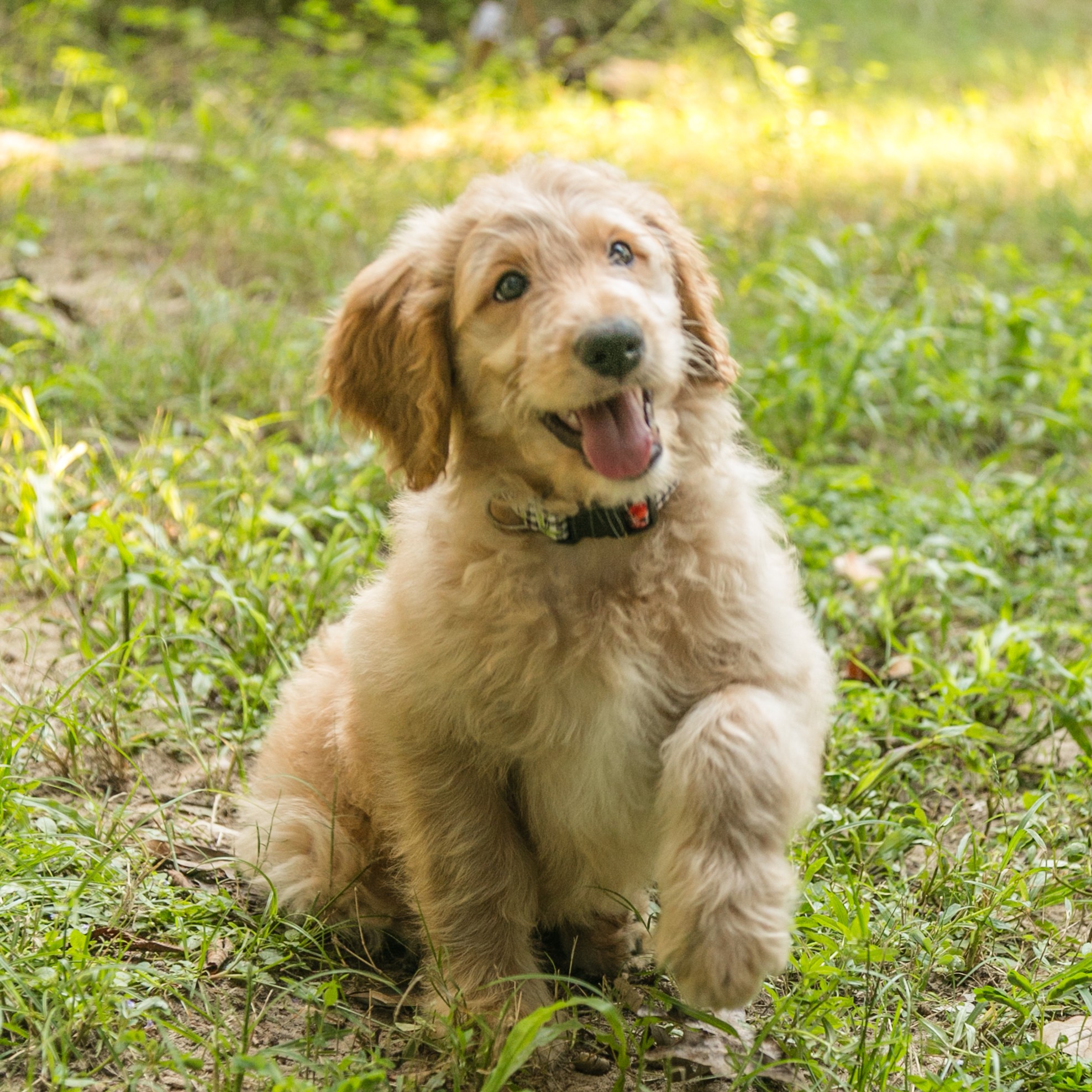 Tallullah - female goldedoodle pup