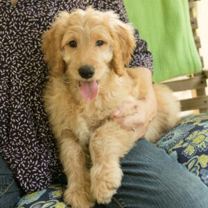 Honey - goldendoodle for sale