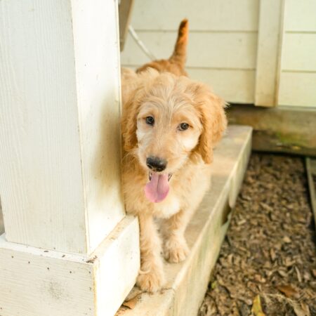 Goldendoodles Ready Now – VIDEO