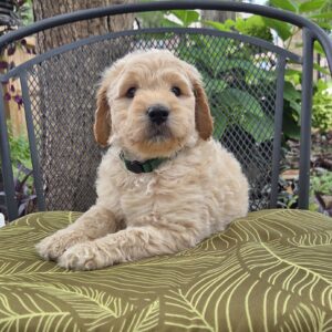 Nemo - male goldendoodle cream