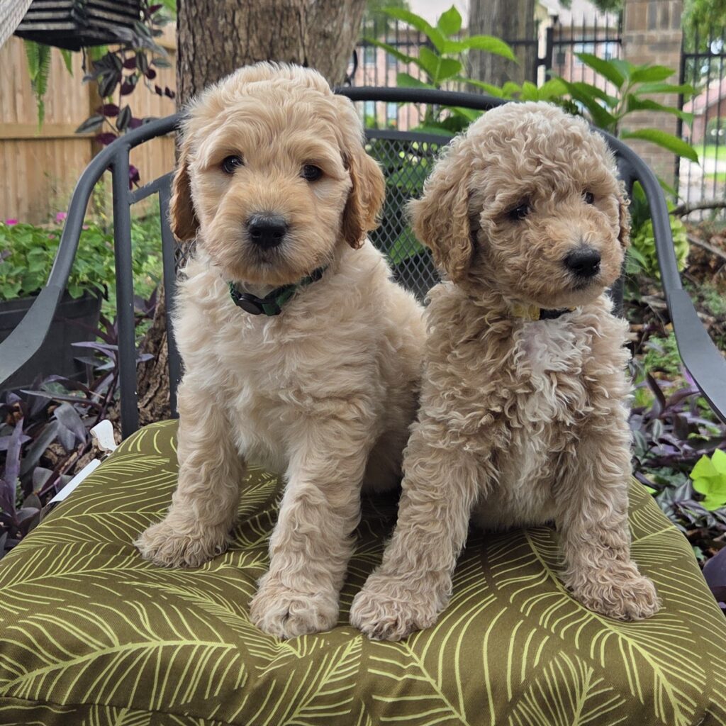 Piko and Nemo- standard goldendoodle pups