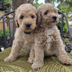 Nemo and Piko - medium goldendoodle pups