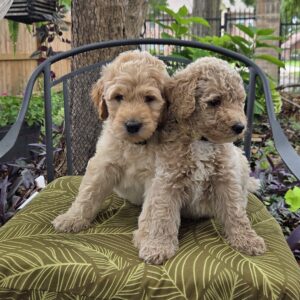 Piko - curly goldendoodle, and Nemo- shaggy goldendoodle