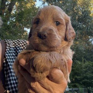 Rocco - Goldendoodle puppy Houston