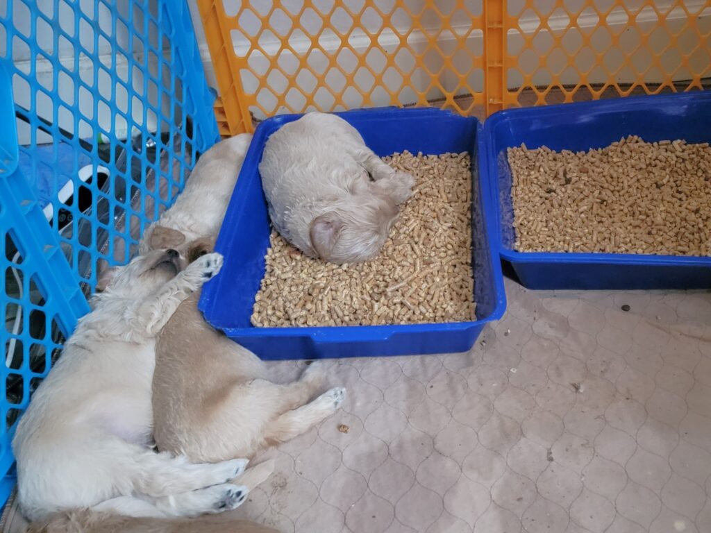 Introducing a litter box to our goldendoodle pups at 3 weeks old