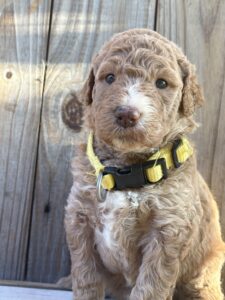 Parti-goldendoodle puppy available in Houston - Soleil