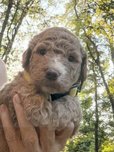 Soleil - Girl Goldendoodle puppy