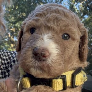 Female parti-goldendoodle puppy