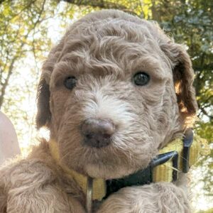 Soleil - goldendoodle puppy for sale in Houston