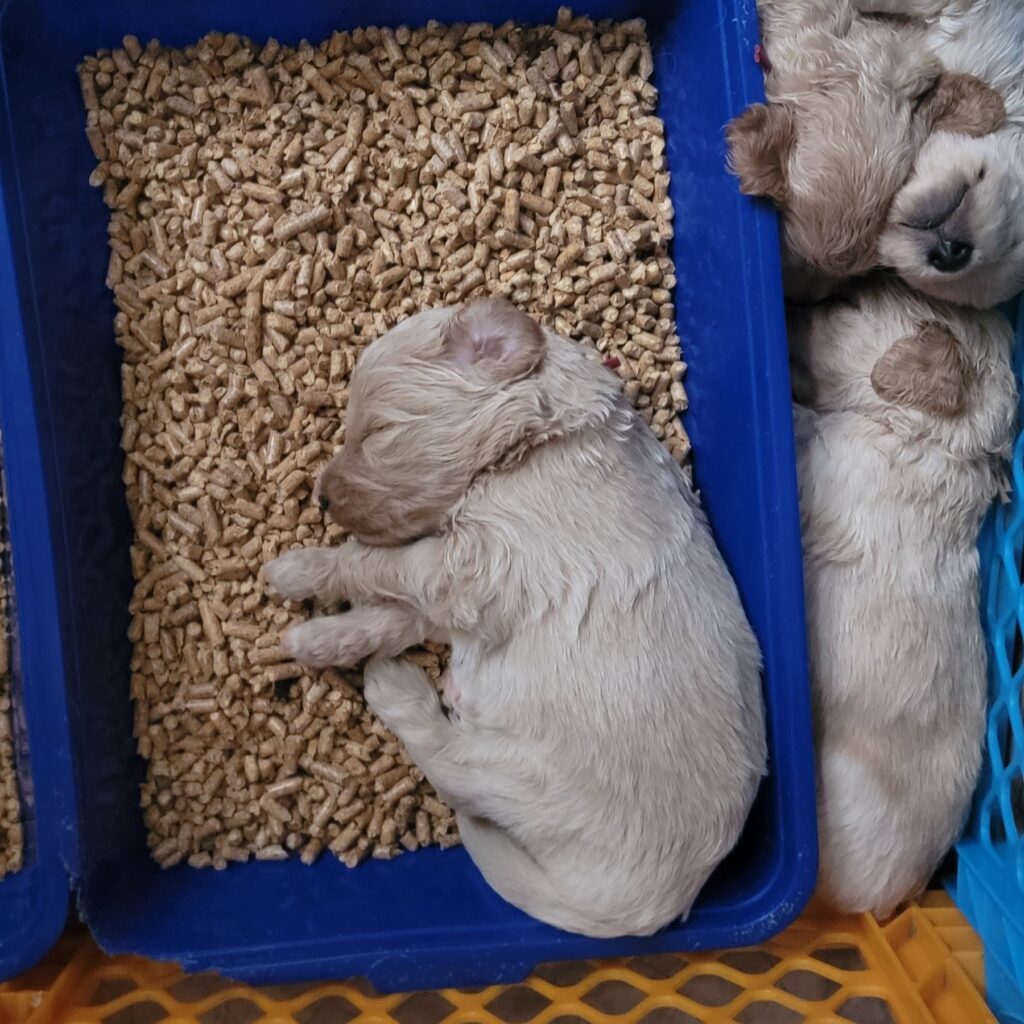 Sleeping goldendoodle puppy