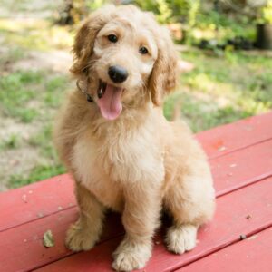 Honey - Goldendoodle Puppy