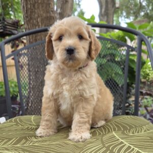 Summer - goldendoodle puppy for sale in Houston
