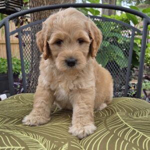 Summer - female goldendoodle puppy
