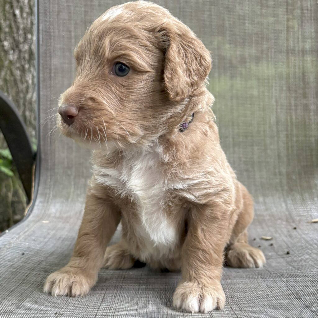 Walker - F1b male goldendoodle