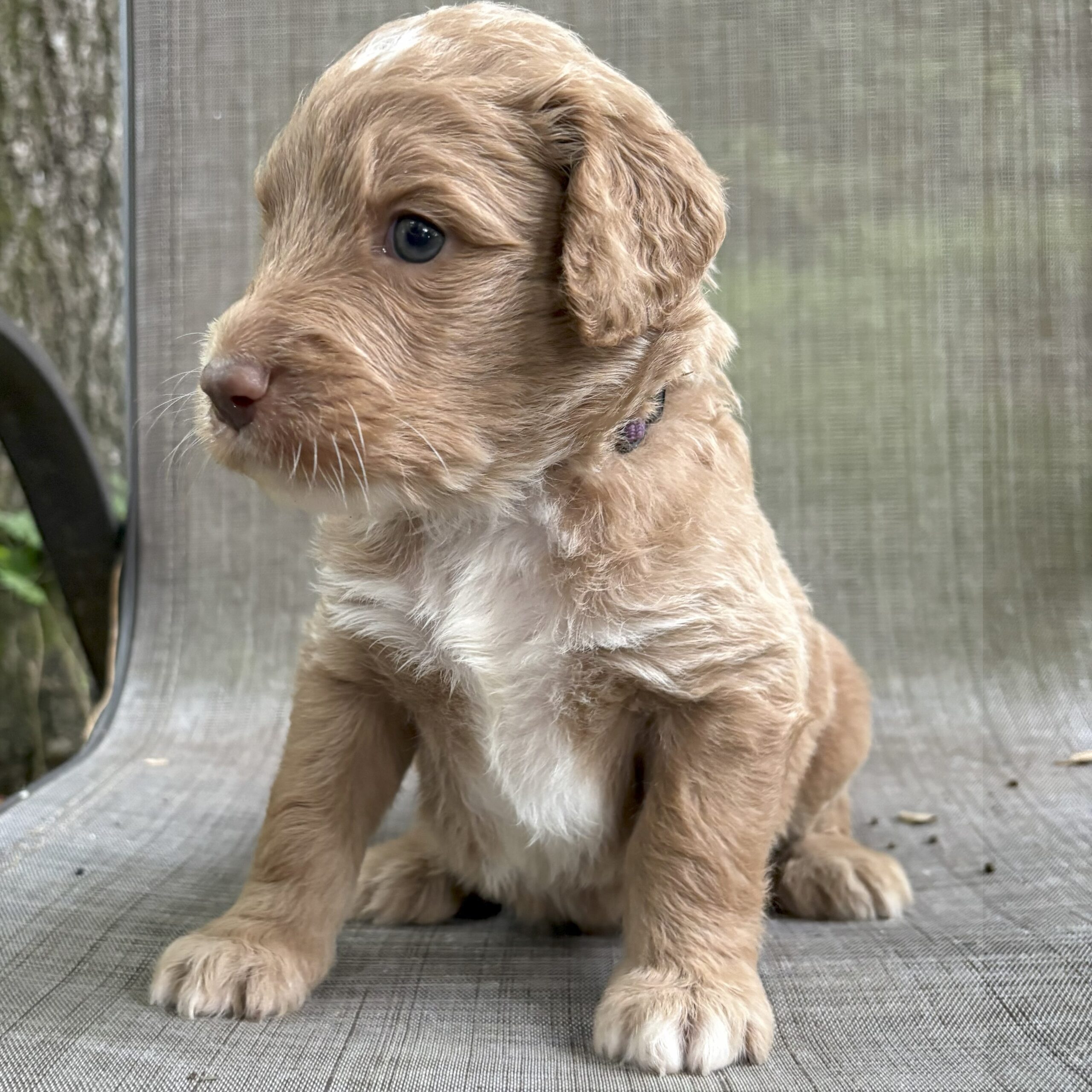 Walker - F1b male goldendoodle