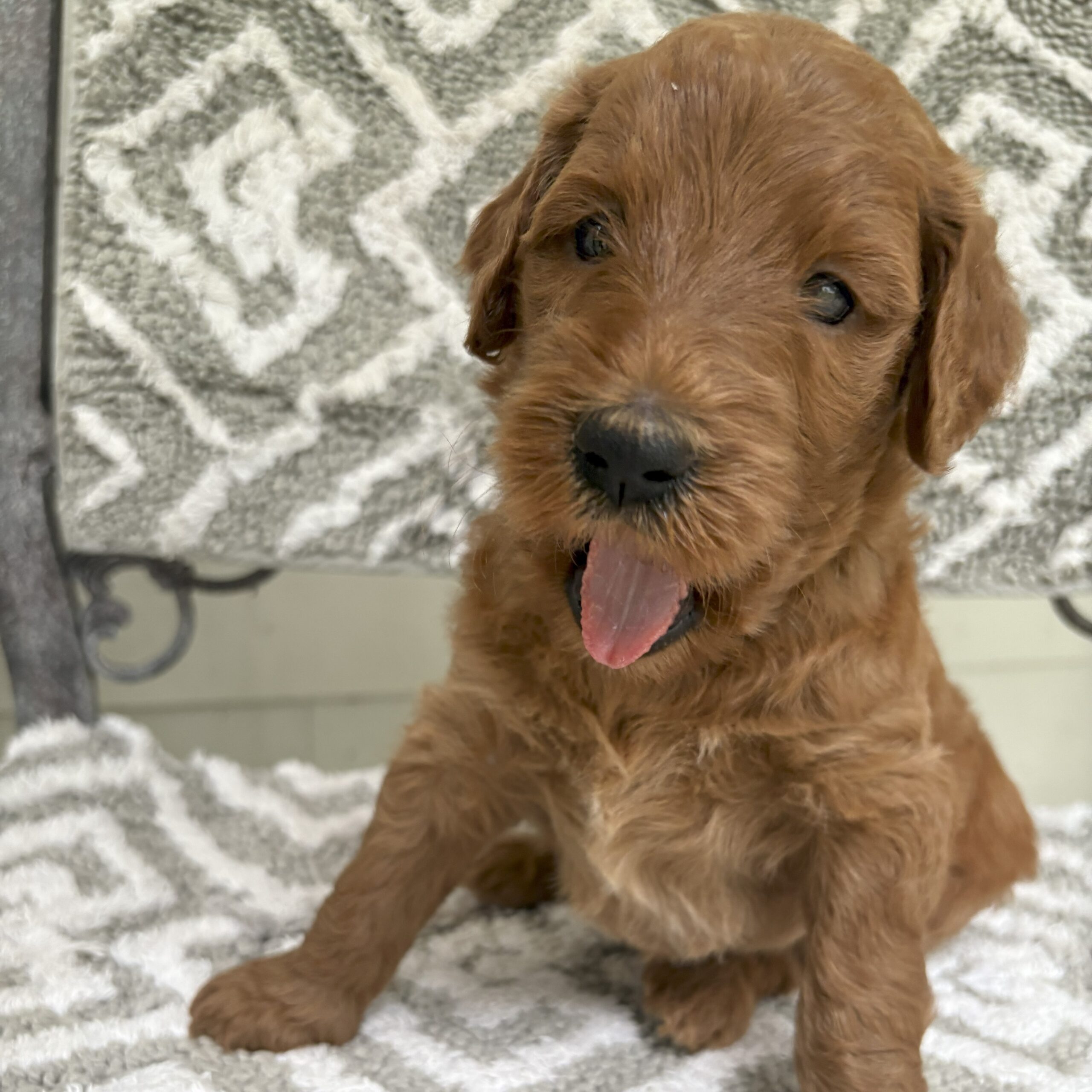 Winnie - red goldendoodle puppy